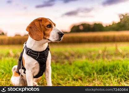 Beagle dog on Rural road. Road through fields leading to Austrian Village. Dog background. Beagle dog on Rural road. Road through fields leading to Austrian Village