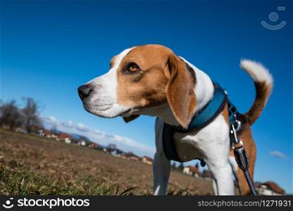 Beagle dog on rural road. Sunny day landscape copy space . With dog on a walk.. Beagle dog on rural road. Sunny day landscape copy space .