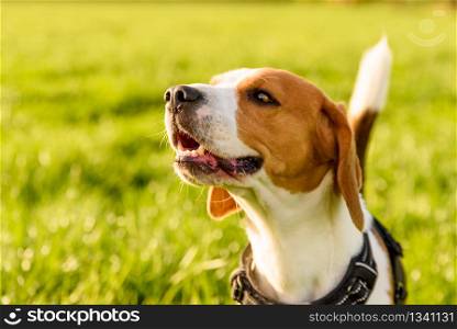 Beagle dog outdoor in a field in grass standing and sniffing. Dog Beagle outdoor