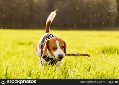 Beagle dog outdoor in a field in grass standing with a stick. Dog Beagle outdoor