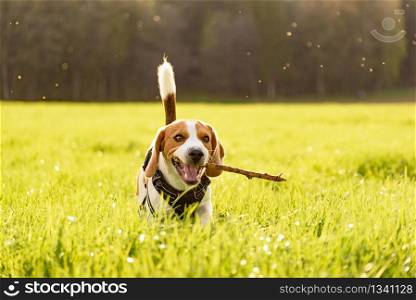 Beagle dog outdoor in a field in grass standing with a stick. Dog Beagle outdoor