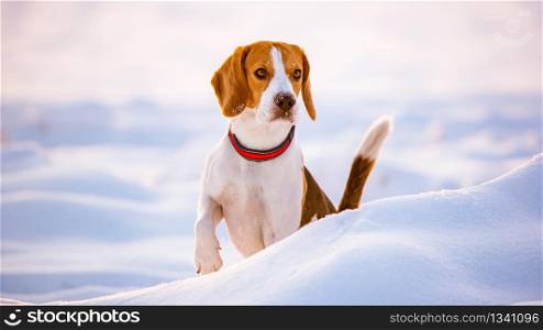Beagle dog outdoor in the snow looking slight right from the camera standing and observing.. Beagle dog outdoor in the snow