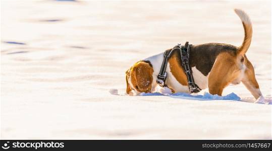 beagle dog outdoor portrait walking in snow. Canine concept. beagle dog outdoor portrait walking in snow