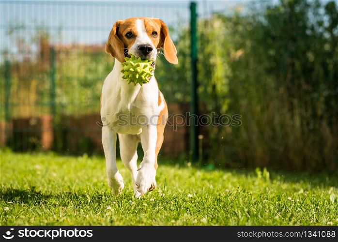 Beagle dog pet with a ball outdoors running with green spiky ball. Beagle dog pet with a ball outdoors running with ball