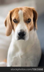 Beagle dog portrait in bright interior Canine theme. Beagle dog portrait in bright interior