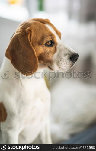 Beagle dog portrait in bright interior Canine theme. Beagle dog portrait in bright interior