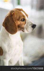 Beagle dog portrait in bright interior Canine theme. Beagle dog portrait in bright interior