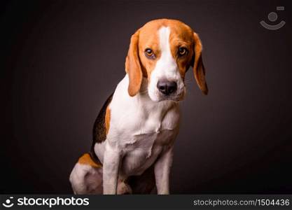 Beagle dog portrait on a black background isolated studio