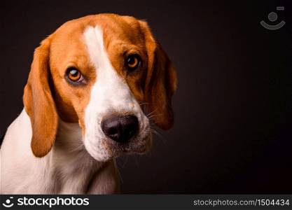 Beagle dog portrait on a black background isolated studio closeup detail like painting