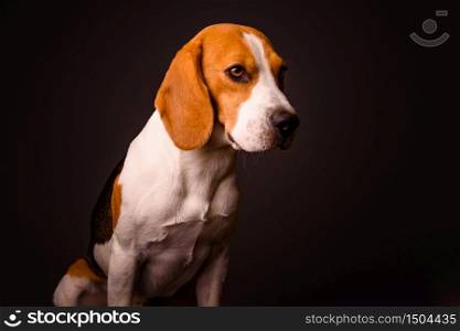 Beagle dog portrait on a black background isolated studio closeup detail like painting