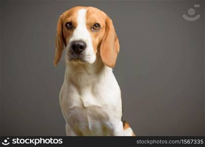 Beagle dog portrait on a grey background