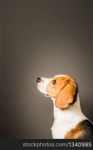 Beagle dog profile sits against grey background and waiting