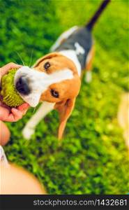 Beagle dog pulling a green ball from owner. Tug of war outdoors. View from above.. Beagle dog pulling a green ball from owner. Tug of war outdoors.