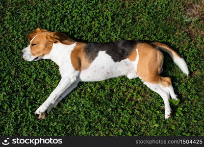 Beagle dog resting in garden in the sun on a grass background. Beagle dog resting in garden in the sun on a grass