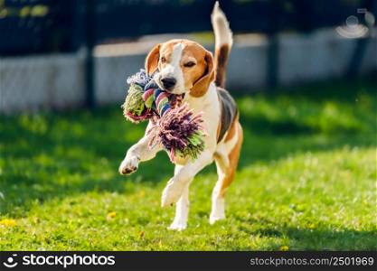 Beagle dog run outside towards the camera with colorful toy. Sunny day dog fetching a toy.. Beagle dog run outside towards the camera with colorful toy.