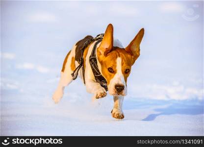 Beagle dog run with ears up on the snow in sunny day towards camera. Beagle dog run with ears up on the snow