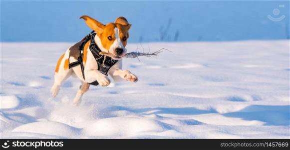Beagle dog runs and plays in the winter field on a Sunny frosty day. Canine background. Beagle dog runs and plays in the winter field on a Sunny frosty day.
