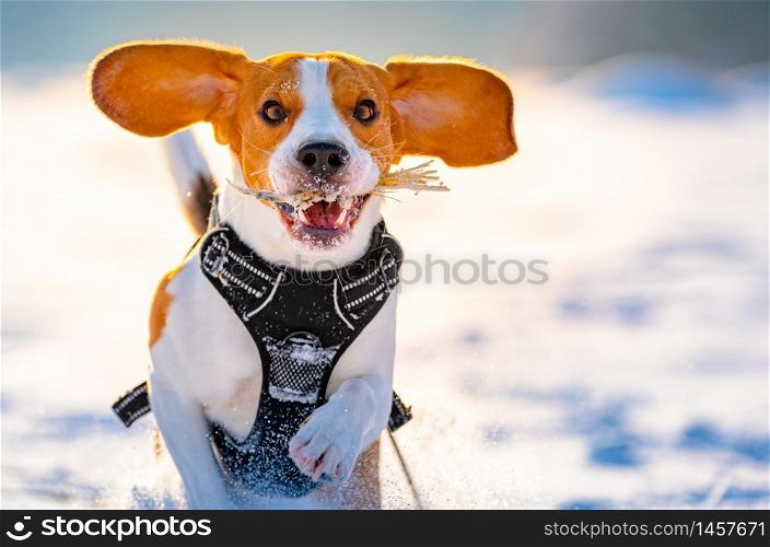 Beagle dog runs and plays in the winter field on a Sunny frosty day. Canine background. Beagle dog runs and plays in the winter field on a Sunny frosty day.