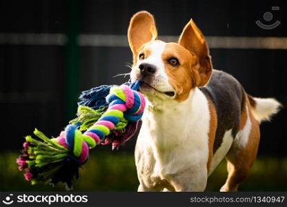 Beagle dog runs in garden towards the camera with colorful toy. Sunny day dog fetching a toy.. Beagle dog runs in garden towards the camera with colorful toy.