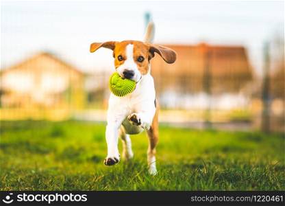 Beagle dog runs in garden towards the camera with green ball. Sunny day dog fetching a toy. Copy space.. Beagle dog runs in garden towards the camera with green ball.
