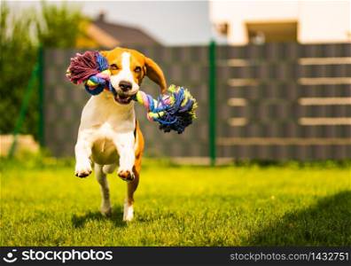 Beagle dog runs in garden towards the camera with rope toy. Sunny day dog fetching a toy. Copy space.. Beagle dog runs in garden towards the camera with rope toy. Sunny day dog fetching a toy.