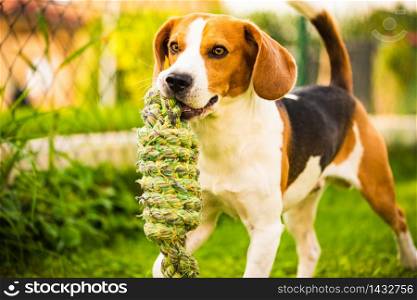 Beagle dog runs in garden towards the camera with rope toy. Sunny day dog fetching a toy. Copy space.. Beagle dog runs in garden towards the camera with rope toy. Sunny day dog fetching a toy.