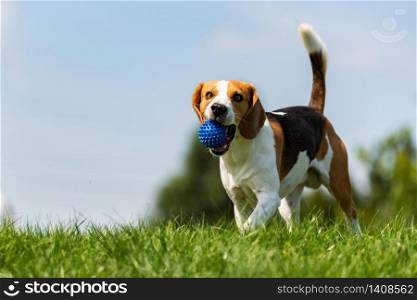 Beagle dog runs through green meadow with a ball. Copy space domestic dog concept. Dog fetching blue ball.. Beagle dog runs through green meadow towards camera.