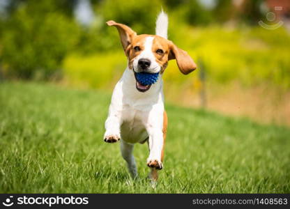 Beagle dog runs through green meadow with a ball. Copy space domestic dog concept. Dog fetching blue ball.. Beagle dog runs through green meadow towards camera.