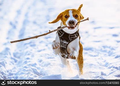 Beagle dog runs with a stick towards camera in a winter sunny day