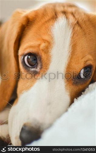 Beagle dog sad cute eyes closeup
