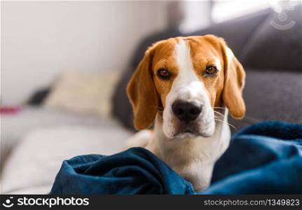 Beagle dog sad eyes big nose. Portrait, Copy space. Pet at home.. Beagle dog sad eyes big nose. Portrait, Copy space