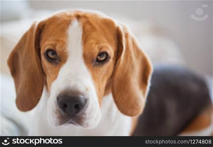 Beagle dog, sadness in big doggy eyes. Patiently waiting on a couch. Beagle dog portrait lie on a couch looks in camera