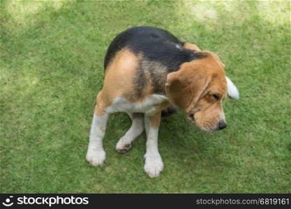 Beagle dog scratching on grass&#xA;