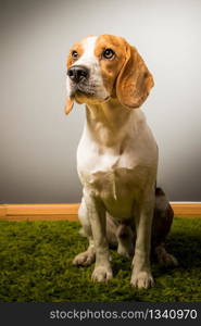 Beagle dog sits against grey background