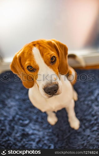 Beagle dog sits on a rug and looking up towards the camera. Beagle dog sits looking up towards the camera