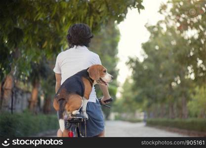 Beagle dog sits on a saddle behind a bicycle.