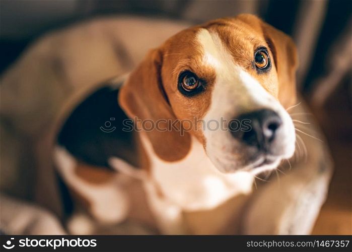 Beagle dog sitting down on his bed looking up indoors. Beagle dog sitting down on his bed