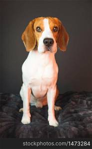 Beagle dog sitting on couch at dark background. Vertical photo. Beagle dog on couch at dark background. Vertical photo