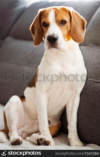 Beagle dog sitting on sofa in cozy home. Indoors background. Beagle dog sitting on sofa in cozy home. Bright interior