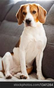 Beagle dog sitting on sofa in cozy home. Indoors background. Beagle dog sitting on sofa in cozy home. Bright interior