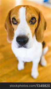 Beagle dog sitting on wooden floor looking up. Sad eyes pet background. Beagle dog sitting on wooden floor looking up. Sad eyes background