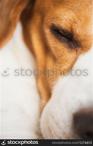 Beagle dog sleeping, closeup shoot. Portrait of three colors purebred. Beagle dog sleeping, closeup shoot