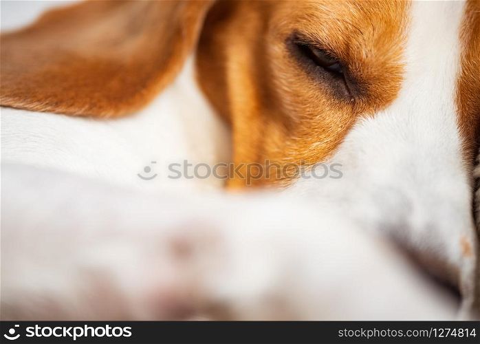 Beagle dog sleeping, closeup shoot. Portrait of three colors purebred. Beagle dog sleeping, closeup shoot