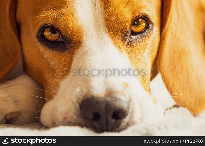 Beagle dog sleeping on a couch. Closeup of paws and canine muzzle. sleeping dog concept. Beagle dog sleeping on a couch. Closeup of paws and canine muzzle