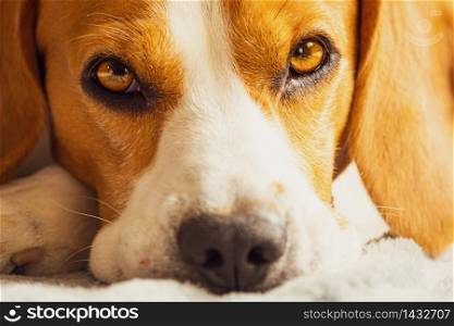 Beagle dog sleeping on a couch. Closeup of paws and canine muzzle. sleeping dog concept. Beagle dog sleeping on a couch. Closeup of paws and canine muzzle