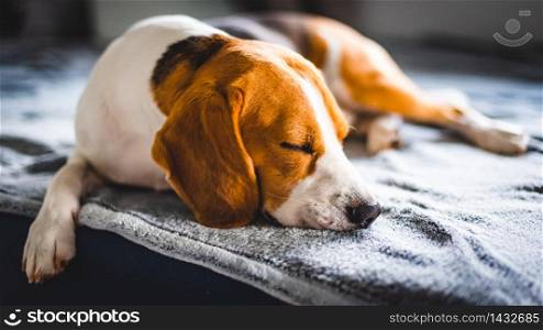 Beagle dog sleeping on a sofa resting during summer heat wave. Sun rays coming through window. Copy space. Beagle dog sleeping on a sofa. Copy space