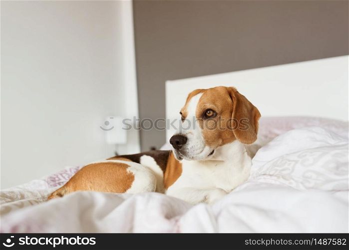 Beagle dog sneaks to his owner bed when no one watching. Dog background. Beagle dog sneaks to his owner bed when no one watching.