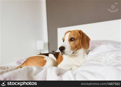 Beagle dog sneaks to his owner bed when no one watching. Dog background. Beagle dog sneaks to his owner bed when no one watching.