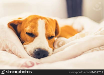 Beagle dog snuggled up and asleep in human bed. Canine concept. Beagle dog snuggled up and asleep in human bed.
