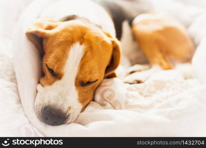 Beagle dog snuggled up and asleep in human bed. Canine concept. Beagle dog snuggled up and asleep in human bed.